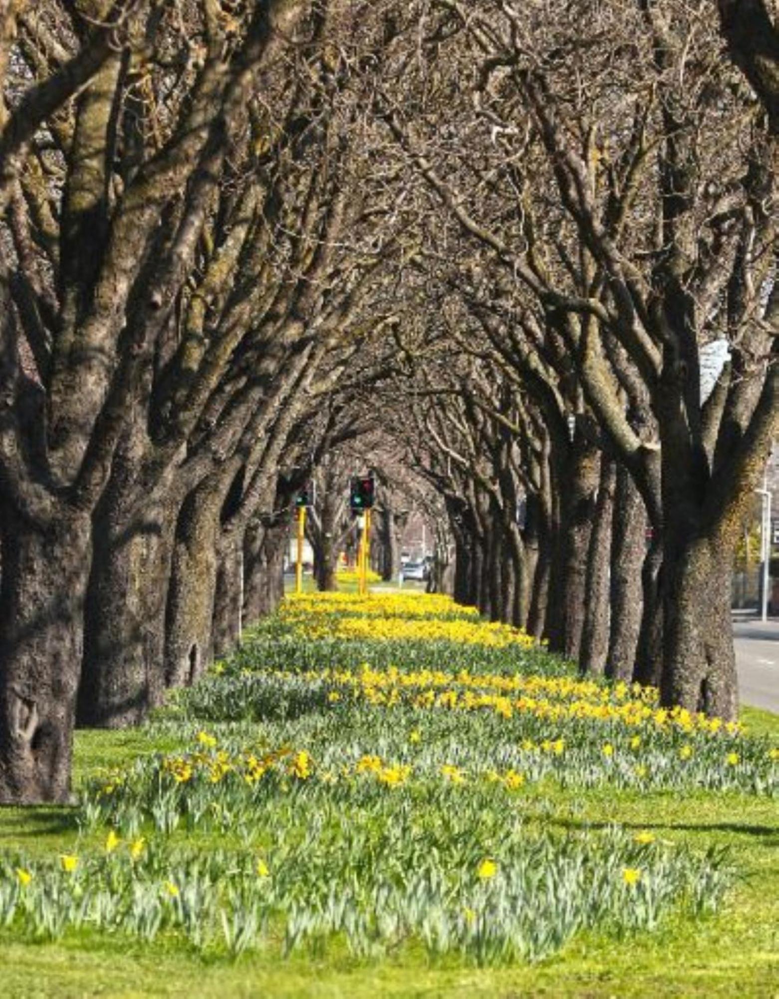 Inner City Delight Walk To Cathedral Square Christchurch Bagian luar foto